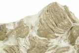 Ordovician Trilobite (Xenasaphus) Mortality Plate - Russia #368622-2